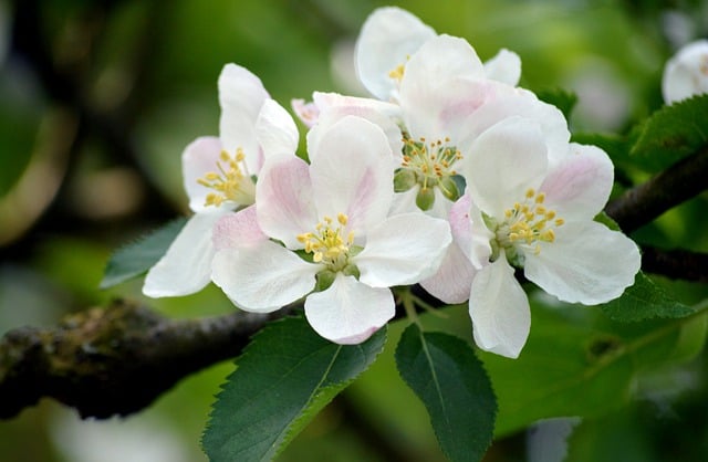 Free download apple blossoms pink flowers flowers free picture to be edited with GIMP free online image editor