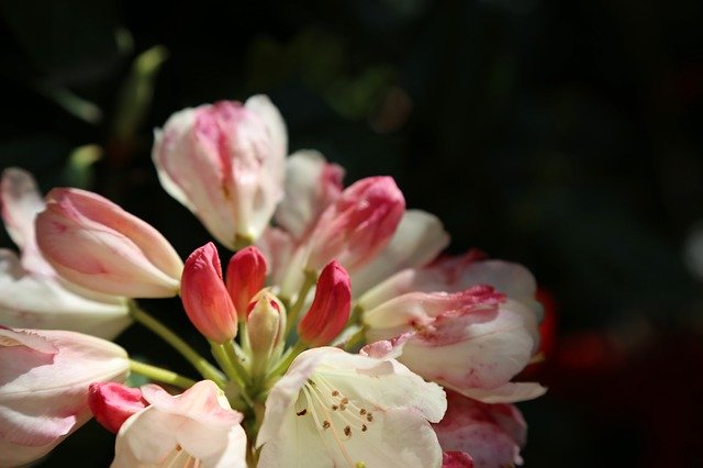 Free download Apple Blossom Spring -  free photo or picture to be edited with GIMP online image editor