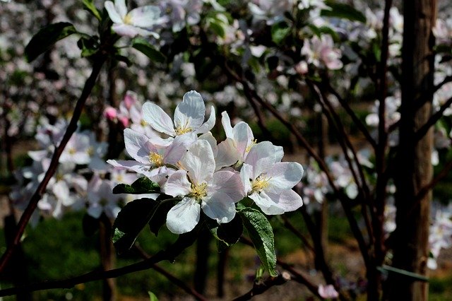 Free download Apple Blossom Spring Appelbom -  free photo or picture to be edited with GIMP online image editor