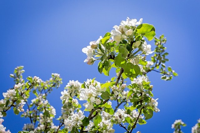 Free download Apple Blossom Spring Nature -  free photo or picture to be edited with GIMP online image editor