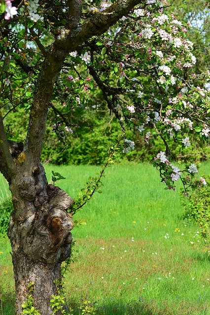 Free download Apple Blossoms Tree Spring -  free photo or picture to be edited with GIMP online image editor