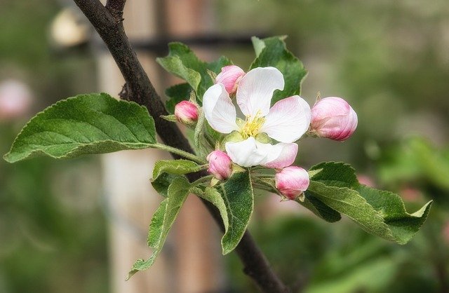 Free download Apple Blossom Tree Bloom -  free photo or picture to be edited with GIMP online image editor