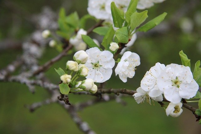 Free download Apple Blossom Tree Summer -  free photo or picture to be edited with GIMP online image editor