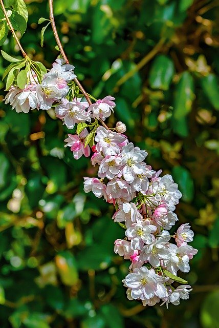 Free download Apple Blossom Wild -  free photo or picture to be edited with GIMP online image editor