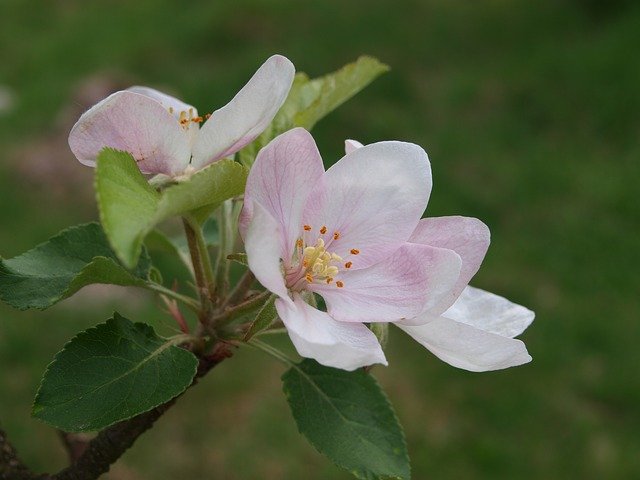 Free download Apple Flower Flowering -  free photo or picture to be edited with GIMP online image editor