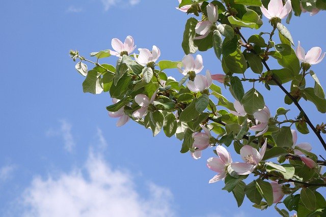 دانلود رایگان Apple Flowering Flowers - عکس یا تصویر رایگان قابل ویرایش با ویرایشگر تصویر آنلاین GIMP