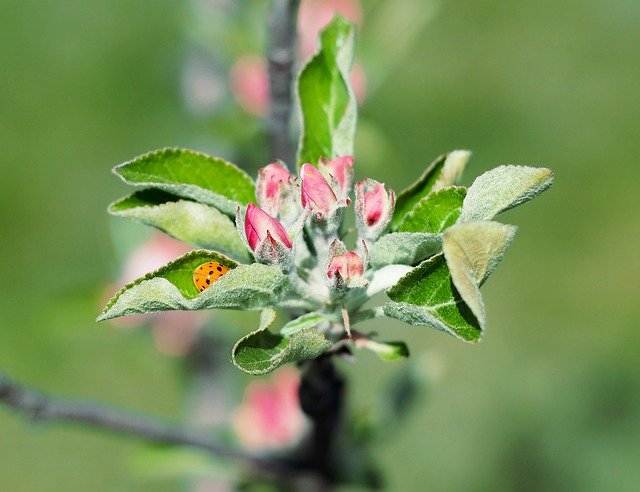 Free download Apple Flower Ladybug -  free photo or picture to be edited with GIMP online image editor