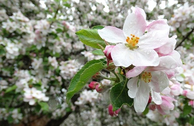 Free download Apple Flowers Blossoming -  free photo or picture to be edited with GIMP online image editor