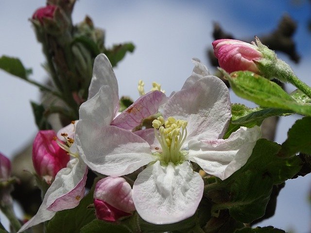 Free download Apple Flower Spring -  free photo or picture to be edited with GIMP online image editor