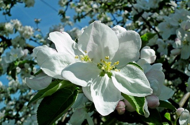 Free download Apple Flowers Tree -  free photo or picture to be edited with GIMP online image editor