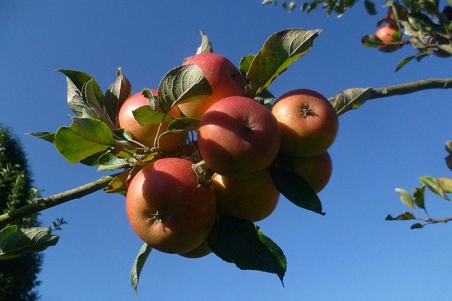 Free download Apple Fruit Autumn -  free photo or picture to be edited with GIMP online image editor