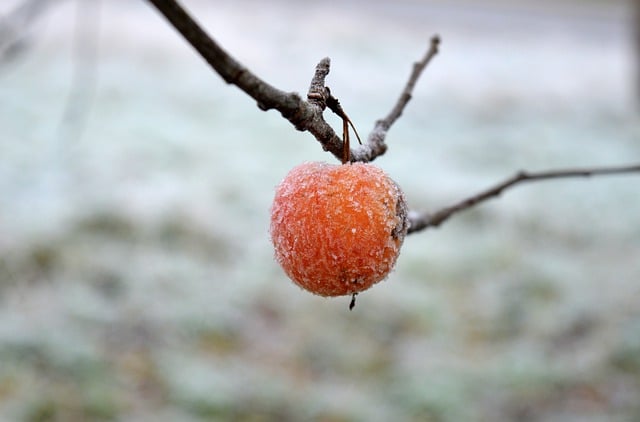 Free download apple fruit branch frost free picture to be edited with GIMP free online image editor