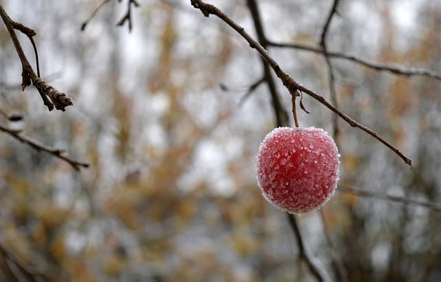 Free download apple fruit frost branch free picture to be edited with GIMP free online image editor