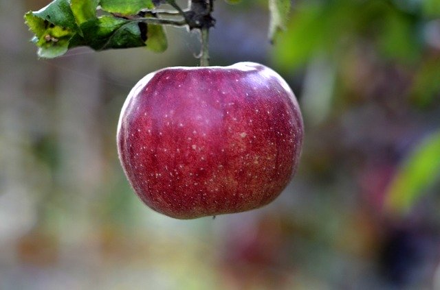 Free download Apple Fruit Trees Garden -  free photo or picture to be edited with GIMP online image editor