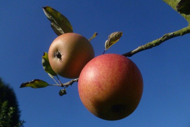 Free download Apple Fruit Vegan -  free photo or picture to be edited with GIMP online image editor