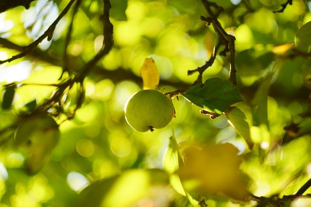 Free download Apple Green Apples -  free photo or picture to be edited with GIMP online image editor