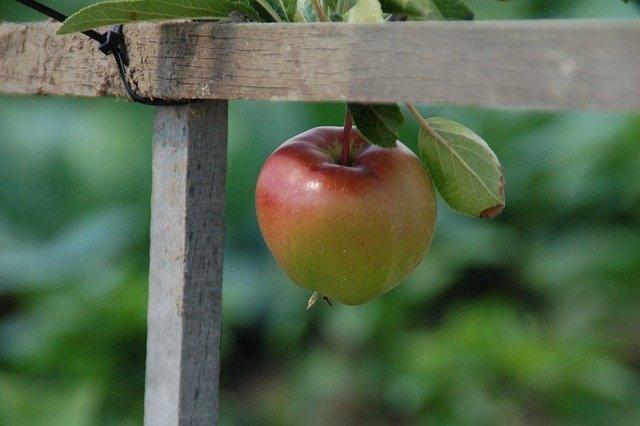 Free download apple grow nature garden allotment free picture to be edited with GIMP free online image editor