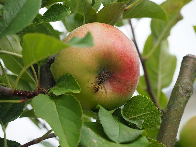 Free download Apple Insect Autumn -  free photo or picture to be edited with GIMP online image editor