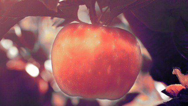 Free download Apple Magical Light -  free illustration to be edited with GIMP free online image editor