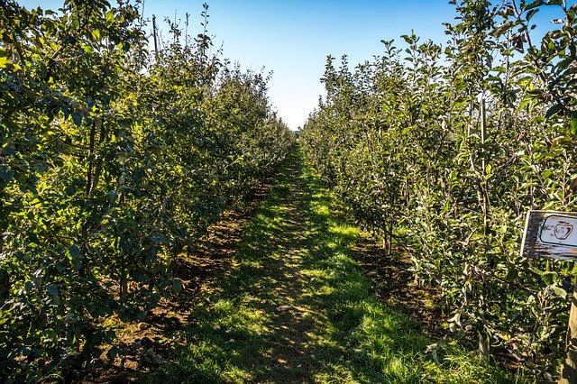 Free download Apple Orchard Harvest -  free photo or picture to be edited with GIMP online image editor