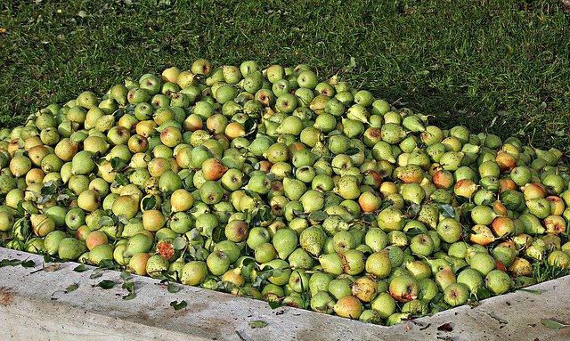 Free download Apple Pears Fruit -  free photo or picture to be edited with GIMP online image editor