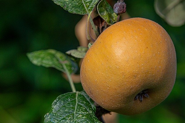 Free download Apple Rust Agriculture -  free photo or picture to be edited with GIMP online image editor