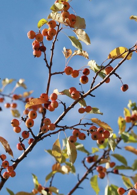 Free download Apples Autumn Harvest -  free photo or picture to be edited with GIMP online image editor