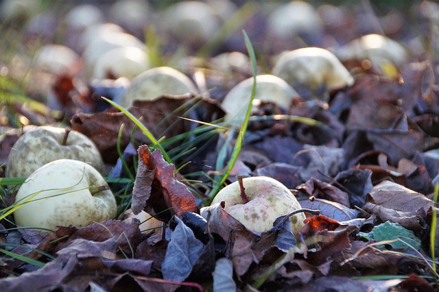 Free download apples fallen lies autumn leaves free picture to be edited with GIMP free online image editor