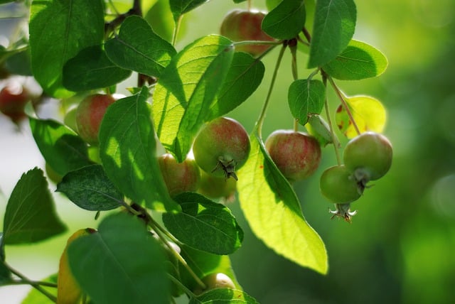 Free download apples fruit ripe fresh food free picture to be edited with GIMP free online image editor