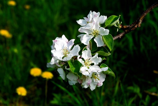 Free download apple tree bloom flower spring free picture to be edited with GIMP free online image editor