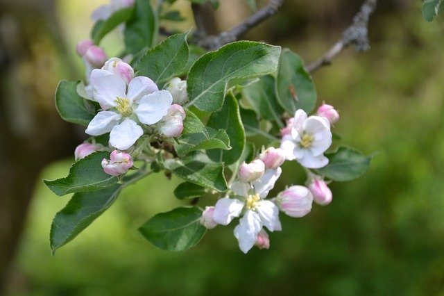 Free download Apple Tree Blossom -  free photo or picture to be edited with GIMP online image editor