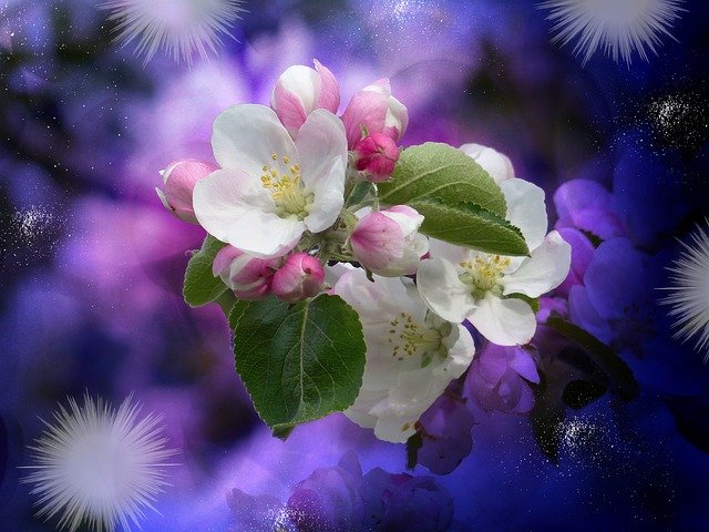 Free download Apple Tree Blossom Bloom -  free illustration to be edited with GIMP free online image editor