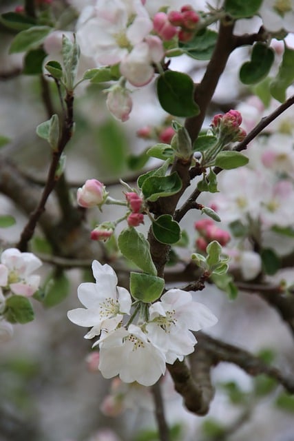 Free download apple tree flower buds blossom free picture to be edited with GIMP free online image editor