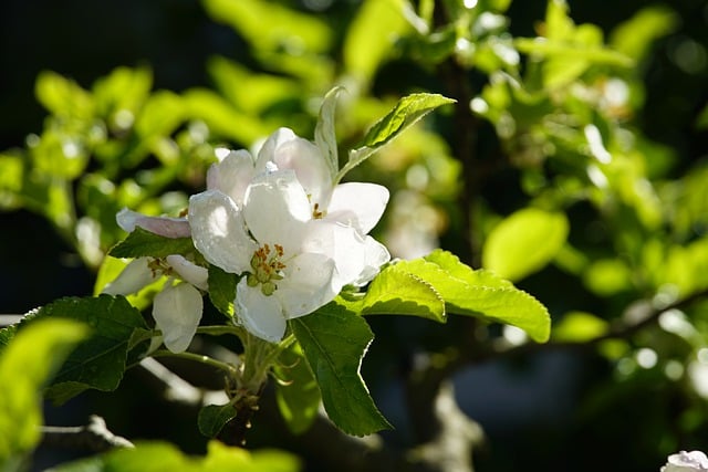 Free download apple tree flowers apple flowers free picture to be edited with GIMP free online image editor