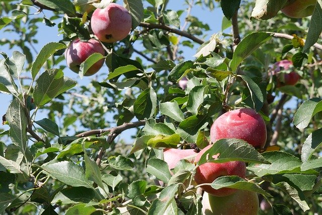 Free download Apple Tree Fruit Crabapple -  free photo or picture to be edited with GIMP online image editor