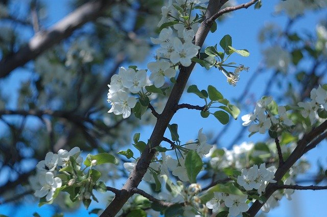 Free download Apple Tree Sky -  free photo or picture to be edited with GIMP online image editor