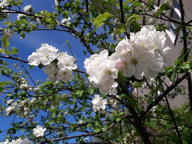 Free download Apple Tree White Flowers Spring -  free photo or picture to be edited with GIMP online image editor