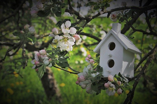 Free download apple twigs trees flowering garden free picture to be edited with GIMP free online image editor