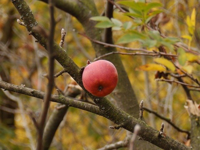 Free download Apple Wild Wood -  free photo or picture to be edited with GIMP online image editor