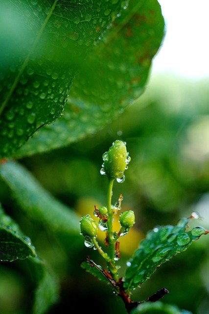 Free download Apricot Blossom Green Spring -  free photo or picture to be edited with GIMP online image editor