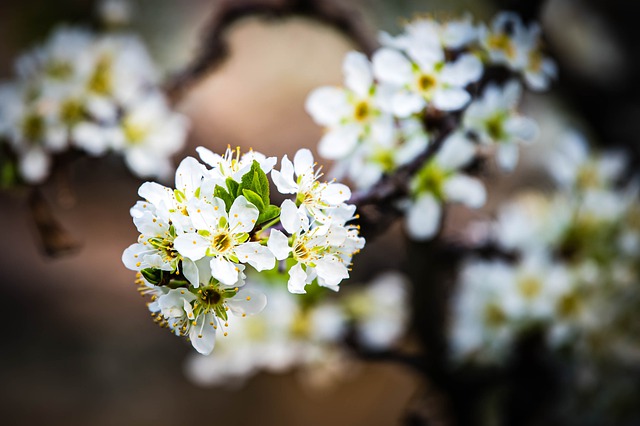 Free download apricot blossoms apricot flowers free picture to be edited with GIMP free online image editor