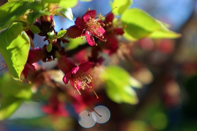 Free download Apricot Blossoms Blossom Bloom -  free photo or picture to be edited with GIMP online image editor