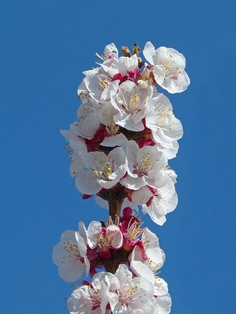 Free download Apricot Flowering Tree Flowers -  free photo or picture to be edited with GIMP online image editor