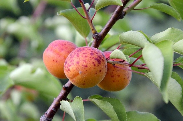 Free download Apricots Tree Fruit Garden -  free photo or picture to be edited with GIMP online image editor