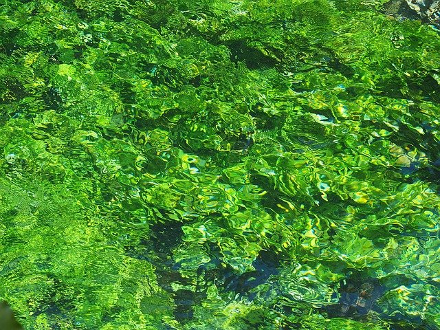 Free download aquatic plants green growth water free picture to be edited with GIMP free online image editor