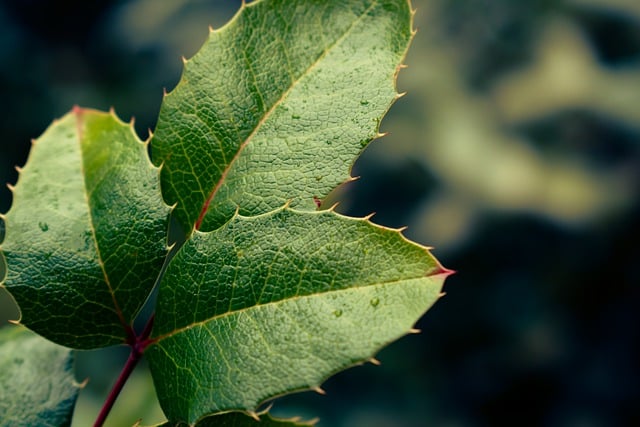 Free download aquifolium autumn background free picture to be edited with GIMP free online image editor