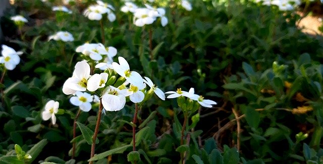 Free download Arabis Flower White -  free photo or picture to be edited with GIMP online image editor