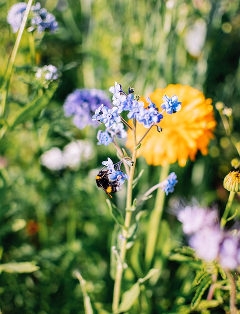 Free download arable forget me not bumblebee free picture to be edited with GIMP free online image editor