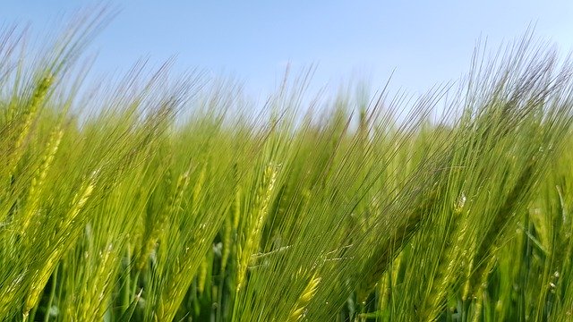 Free download Arable Meadow Summer -  free photo or picture to be edited with GIMP online image editor