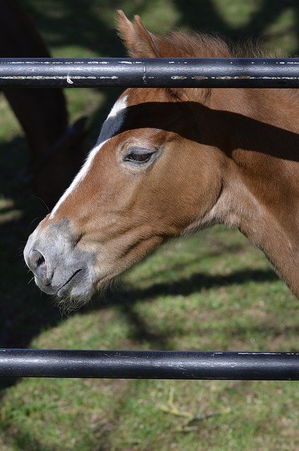 Free download Arabs Main And State Stud Marbach -  free photo or picture to be edited with GIMP online image editor